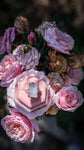 Rose Quartz Ring - Size 8