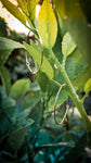 CALAMANSI LEAF Hoops