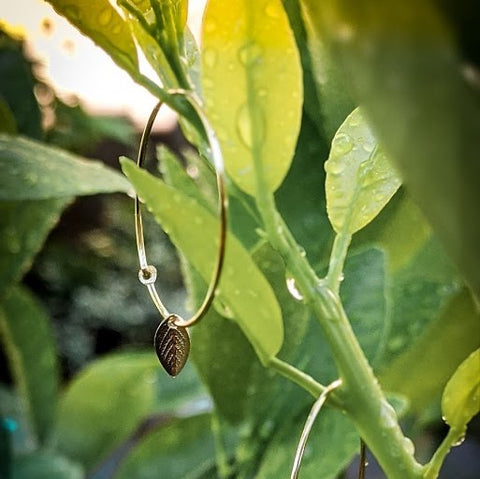 CALAMANSI LEAF Hoops