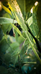 CALAMANSI LEAF Hoops