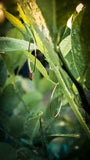 CALAMANSI LEAF Hoops
